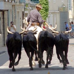 Bandido à Maussane