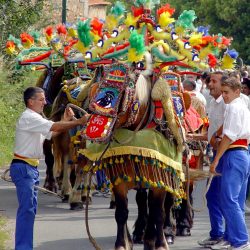 Carreto Ramado, chevaux richement harnachés