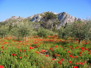 alpilles oliviers coquelicots - PRINTEMPS