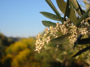 fleurs oliviers genet